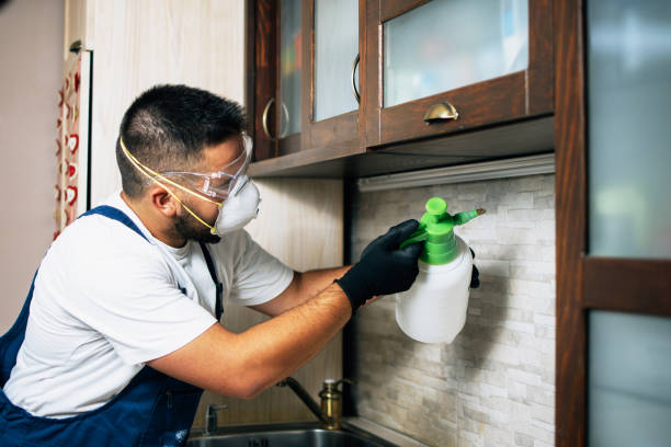 Best Wasp Removal Services  in Bnchard, LA
