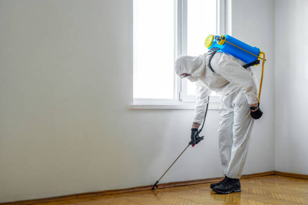 Best Flea Control Services  in Bnchard, LA