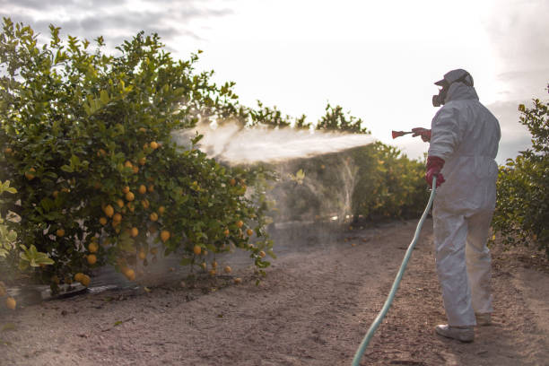 Best Affordable Pest Control Services  in Bnchard, LA