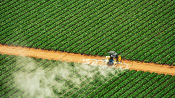 Best Pest Removal Services  in Bnchard, LA
