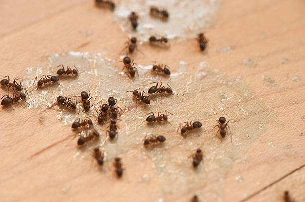 Blanchard, LA Pest Control Company