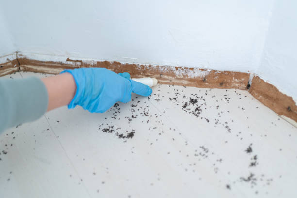 Best Rat Extermination Near Me  in Bnchard, LA