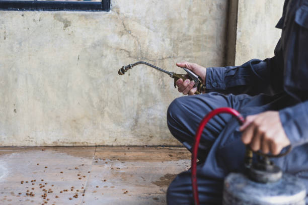 Best Flea Control Services  in Bnchard, LA